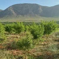 زمین جهت کشاورزی و گلخانه‌|فروش دفتر صنعتی، کشاورزی، تجاری|اصفهان, تیران|دیوار