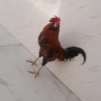 خروس محلی|حیوانات مزرعه|جم, |دیوار