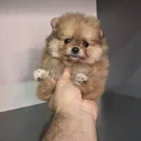 توی پودل فرفری، پبکینیز ، پامر|سگ|تهران, چیتگر شمالی|دیوار