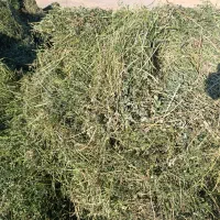 یونجه اخر چین خالص