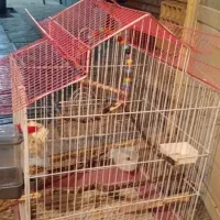 قفس عروس هلندی|لوازم جانبی حیوانات|بلداجی, |دیوار