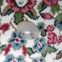 نگین شجر|جواهرات|جیرفت, |دیوار