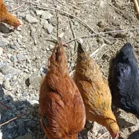 انبارم-گرک-دور-از-خانه