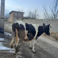 گاو هلشتاین