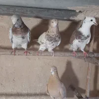 کبوتر سرور|پرنده|قم, کیوانفر|دیوار