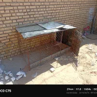 قفس پرنده + مرغ