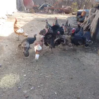 بوقلمون|حیوانات مزرعه|مرادلو, |دیوار