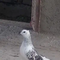 اسباب بازی|اسباب‌بازی بچه|تربت‌حیدریه, ده پائین|دیوار