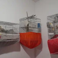 عروس هلندی ارزان
