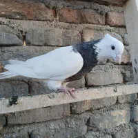 ماده طوقی