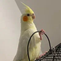 طوطی عروسی|پرنده|الوند, |دیوار