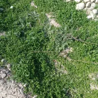 دوتا تشک پنبه نو نو