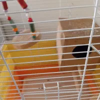 فروش یک قفس زیبا پرنده با تمام لوازم|لوازم جانبی حیوانات|تهران, افسریه شمالی|دیوار