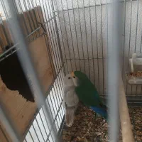 طوطی کوتوله نروماده مولد|پرنده|رشت, شهرک صبا|دیوار