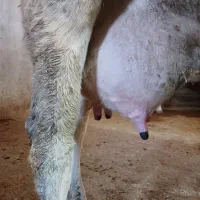 گاو شیری|حیوانات مزرعه|بیستون, |دیوار