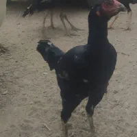 جوجه خروس لاری و مرغ|حیوانات مزرعه|خاش, |دیوار