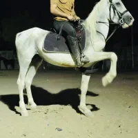فروش اسب نریون ۶ساله سواری دار