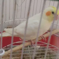 جوجه3ماهه لوتینو والبینوباجفت طوطی کتوله|پرنده|دزفول, |دیوار