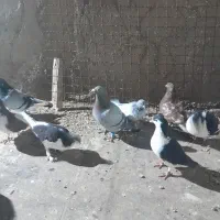 کبوتر پرشی|پرنده|عطاملک, |دیوار