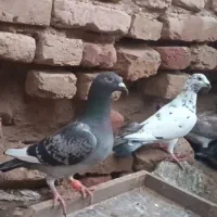 سلام جان اردن