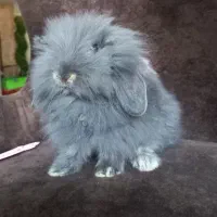 خرگوش مینی لوپ نرنژادو رنگ خاص(گلشهر کرجم)|موش و خرگوش|تهران, شهرک آزمایش|دیوار