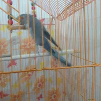 عروس هلندی|پرنده|بجنورد, |دیوار