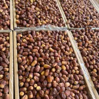 خرما زاهدی (قصب)