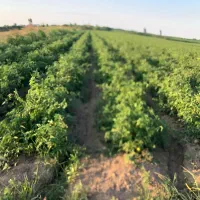 اجاره زمین گوجه برای سیر