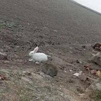 خرگوش