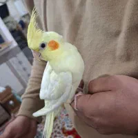 فروش عروس هلندی لوتینو