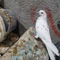 پرنده پرشی|پرنده|گرمه, |دیوار