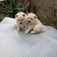 توله چاو چاو|سگ|سنگر, |دیوار