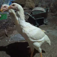 جوجه لاری اصیل|حیوانات مزرعه|اردبیل, |دیوار