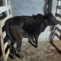 لیشه  چالوسی اصیل|حیوانات مزرعه|آستانه اشرفیه, |دیوار