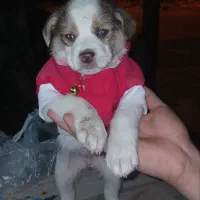 سگ پاکوتاه فروشی