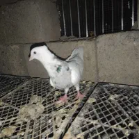 1200|پرنده|کهنوج, |دیوار