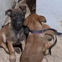 یک عدد توله مالینویز ماده سه ماهه مخصوص نگهبانی