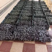 نشا کلم بیجو بذر درجه یک اضافه مونده