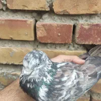 کبوتر گرفتنی