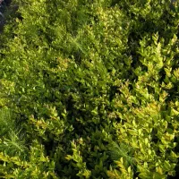 یاس هلندی نایلکسی