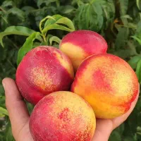 نهالستان سبز نهال رشد یوسف جوادی|عمدهفروشی|میاندوآب, |دیوار