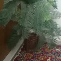 ۲عدد گل|گل و گیاه طبیعی|کرمان, |دیوار