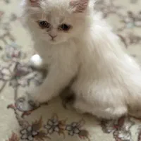 پرشین چشم دو رنگ