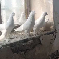 کبوتر رنگی|پرنده|بستان آباد, |دیوار