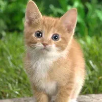 فروش یک جفت بچه گربه ناز و اهلی