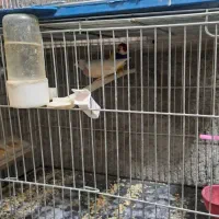 فروشی فنچ مولد|پرنده|جهرم, |دیوار