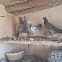 صید بوم بلند