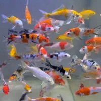 ماهی قرمز ماهی امور وکوی