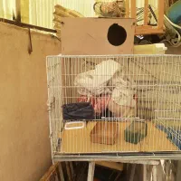 قفس پرنده