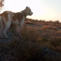 توله ماده خراسانی نگهبان گله|سگ|چناران, |دیوار